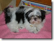 icu, Shih-Tzu