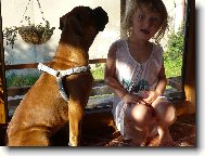 Deutscher Boxer