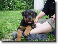 Rottweiler \(Dog standard\)