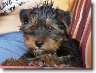 Jorkšírský terier, Yorkshire Terrier,