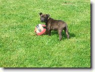 Staffordshire Bullterrier
