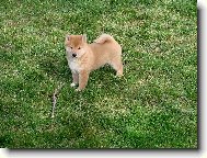 Shiba