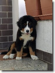 Berner Sennenhund