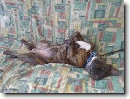 Staffordshire Bullterrier