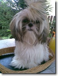 icu, Shih-Tzu