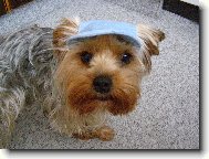Jorkšírský terier, Yorkshire Terrier,