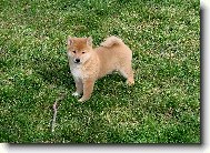 Shiba