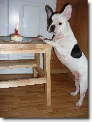 Bouledogue francais, French Bulldog