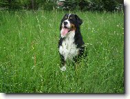 Berner Sennenhund