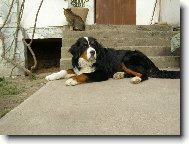 Berner Sennenhund