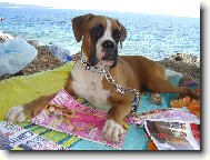 Deutscher Boxer