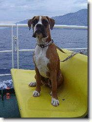 Deutscher Boxer