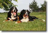 Berner Sennenhund