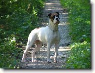 Americk bulldog
