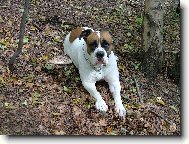 Americk bulldog