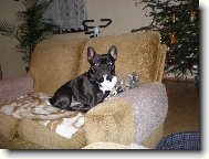 Bouledogue francais, French Bulldog