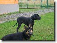 Deutsche Dogge