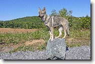 Czechoslovakian wolfdog