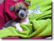 Chinese crested dog \(Dog standard\)