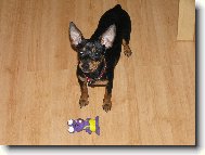 Prague ratter \(Dog standard\)