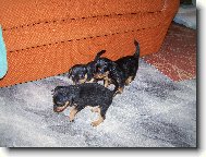 Prague ratter \(Dog standard\)