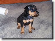 Prague ratter \(Dog standard\)