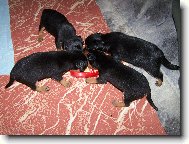 Prague ratter \(Dog standard\)