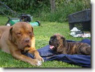 Bullmastiff