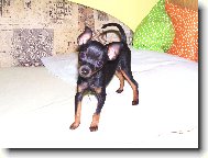 Prague ratter \(Dog standard\)