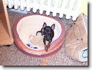 Prague ratter \(Dog standard\)