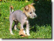 Chinese crested dog \(Dog standard\)