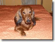 Dachshund \(teckel\) \(Dog standard\)