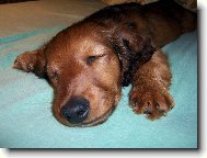 Dachshund \(teckel\) \(Dog standard\)