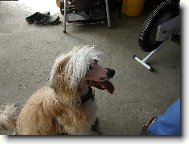 Chinese crested dog \(Dog standard\)