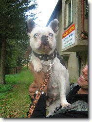 Bouledogue francais, French Bulldog
