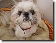 icu, Shih-Tzu
