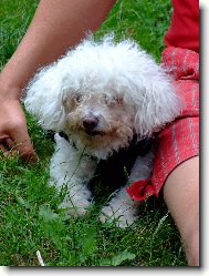 Bichon á poil frisé, Bichon Frise