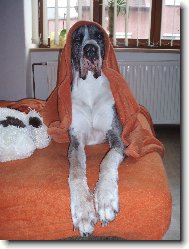 Deutsche Dogge