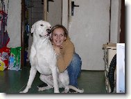 Dogo Argentino