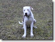 Dogo Argentino