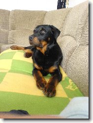 Rottweiler \(Dog standard\)