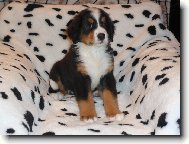Berner Sennenhund