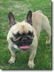 Bouledogue francais, French Bulldog