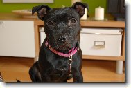 Staffordshire Bullterrier