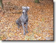 Deutsche Dogge