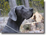 Deutsche Dogge