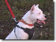 Dogo Argentino