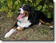 Berner Sennenhund