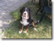 Berner Sennenhund