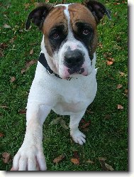 Americk bulldog